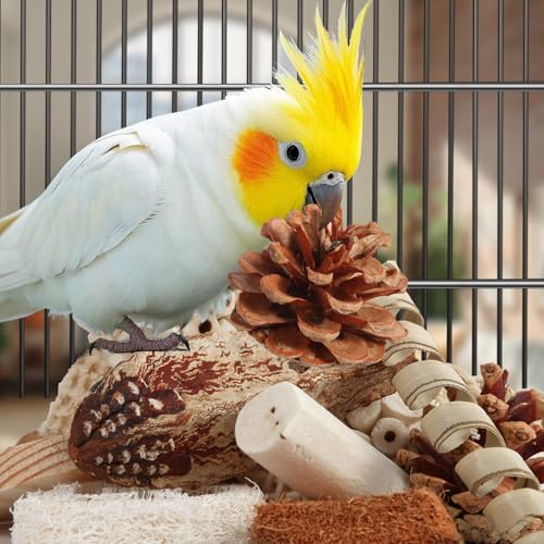 Bird Toys Parrot Toys Natural Bird Foraging Box Foot for Parakeets (Medium)