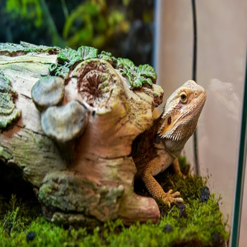 Resin Reptiles Hollow Tree Trunk Habitat Decor Reptile Log Hides Caves Bearded Dragon Hideout Cave Bark Habitats Decoration Gecko Hut for Lizard Chameleon Crested Gecko Snake Spider