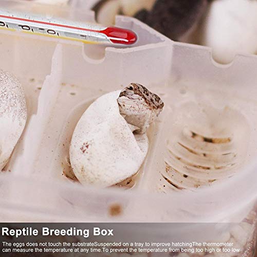 Reptile Breeding Box