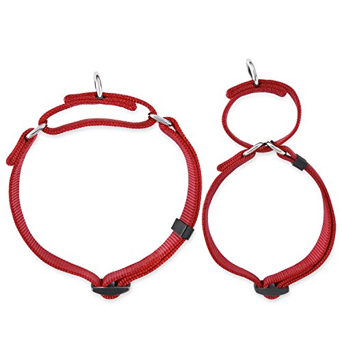 Martingale Dog Collar (Small / Red)