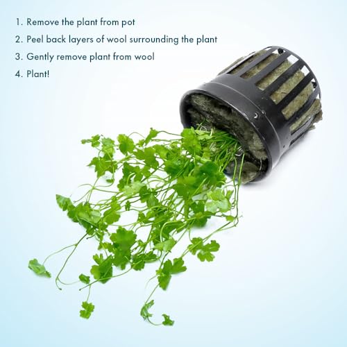 Hydrocotyle Tripartita 'Japan' Live Aquarium Plant for Freshwater Planted Fish Tanks (Pot / Hydrocotyle Tripartita)