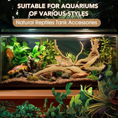 Natural Large Spiderwood Driftwood for Aquarium Decor Rptile Fish Tank Decoration Assort Branch 11 (Spiderwood 11 to 14 Inch (Pack of 2))