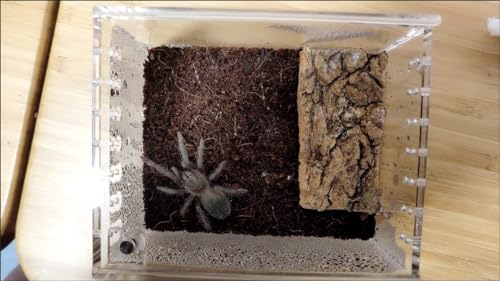Insect breeding Box Reptile Feeding Box (3.9*3.3*2.3inch)