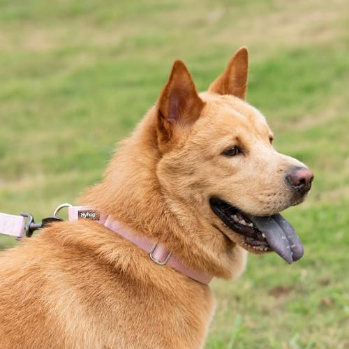 Martingale Collar for Dogs (XL / Pirouette Pink)