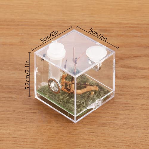 Jumping Spider Micro Habitat (2x2x2.1inches)