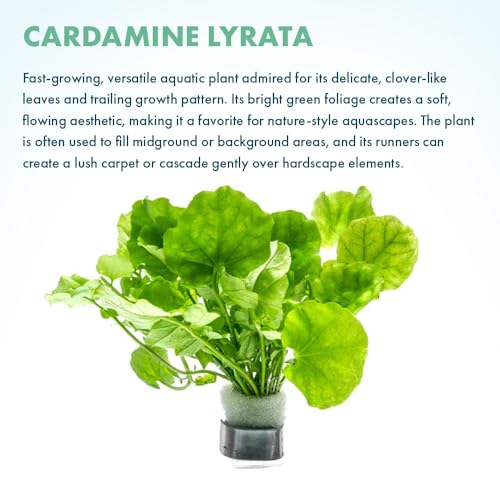 Live Plant Japanese Cress (Lead Bunch - 1 Pack / Cardamine Lyrata)