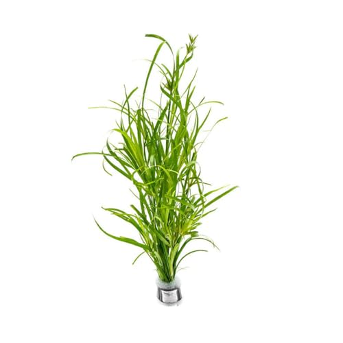 Live Plants Creeping Rush (Lead Bunch - 4 Pack / Juncus Repens)