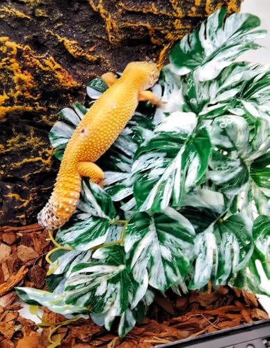 Reptile Plants for Terrarium (Monstera)