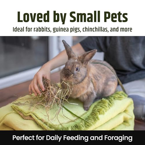 2nd Cutting Timothy Hay for Rabbits (4 Pound (Pack of 1))