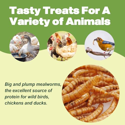 Dried Mealworms