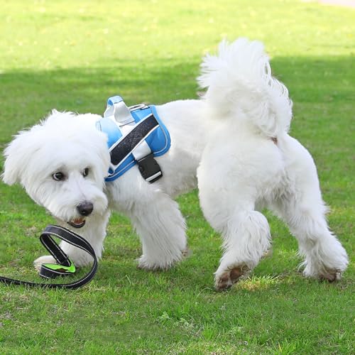 Dog Harness No (Large (Pack of 1) / BluePool)