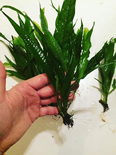 3 Aquatic Plants Bundle