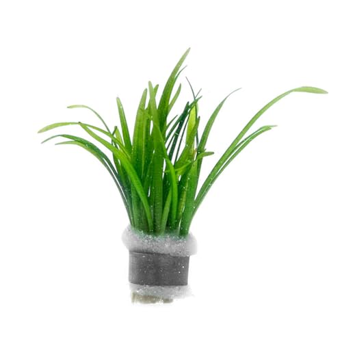 Dwarf Sagittaria Subulata Live Aquarium Plant for Freshwater Planted Fish Tanks (Lead Bunch - 1 Pack / Sagittaria Subulata)