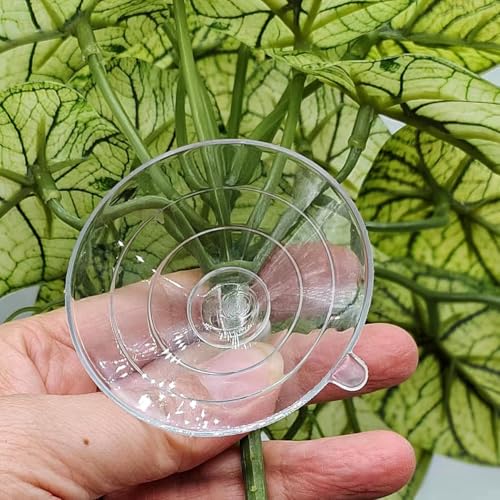 Reptile Plants for Terrarium (Green Arrowhead)