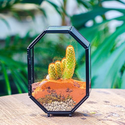 Mini Vented Glass Terrarium with Vent and Door for Jumping Spiders (5 x 2.3 x 7 inches)