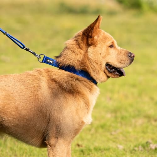 Martingale Dog Collar (Small / Bright Blue)