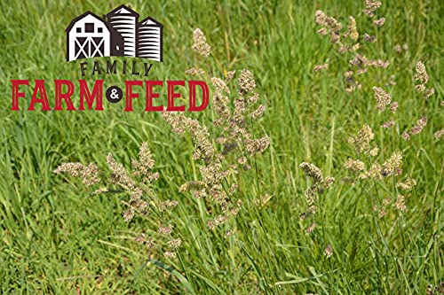 Orchard Grass Food