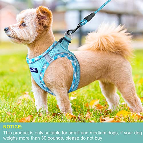 Dog Harness with Leash Set (L / Turquoise)