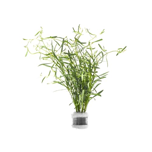 Live Plant Rotala Red Cross (Lead Bunch - 1 Pack / Rotala Red Cross)