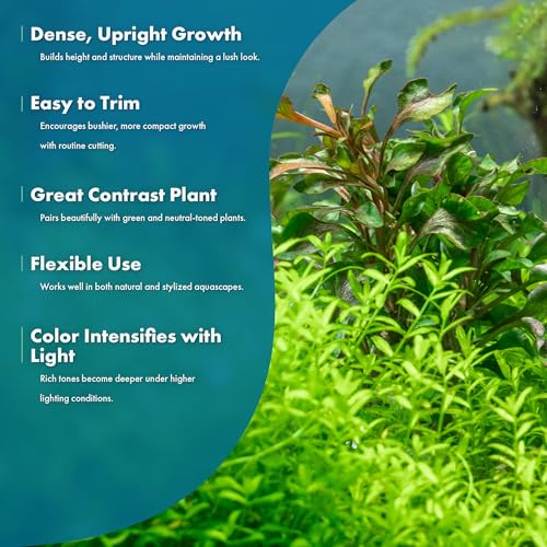 Alternanthera Bettzickiana (Lead Bunch - 4 Pack / Alternanthera Bettzickiana Red)