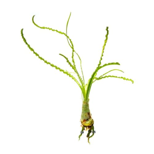Crinum Calamistratum Live Aquarium Plant (Bulb - 1 Pack / Crinum Calamistratum)