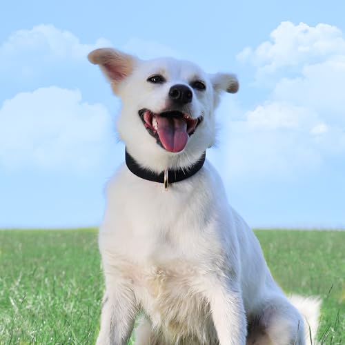 Soft Padded Dog Collars for Small Dogs (Black / S: Fit 9-12" Neck)
