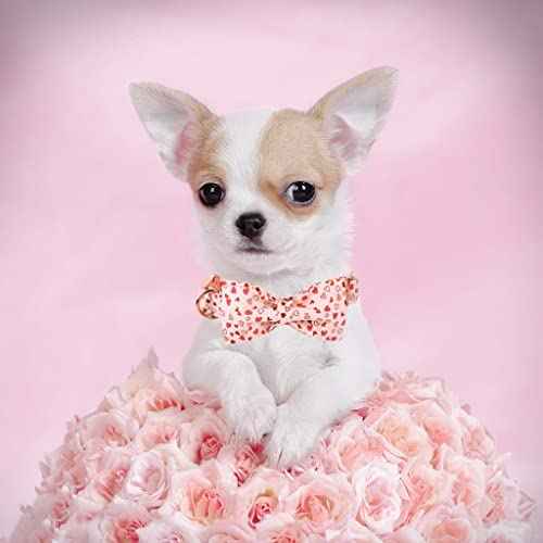 Valentine's Dog Collar with Bow (Pink Heart / X-Large (Pack of 1))