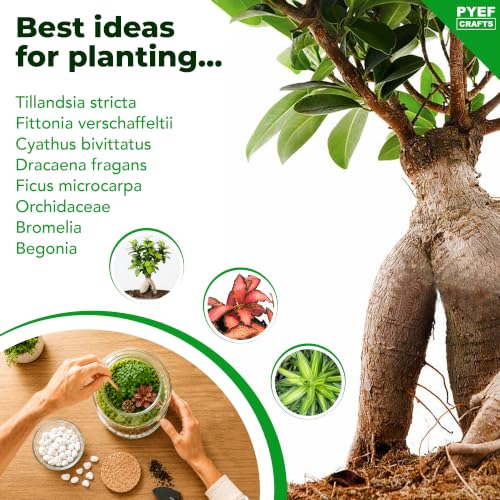 Terrarium Kit for Plants DIY (1 Gallon)