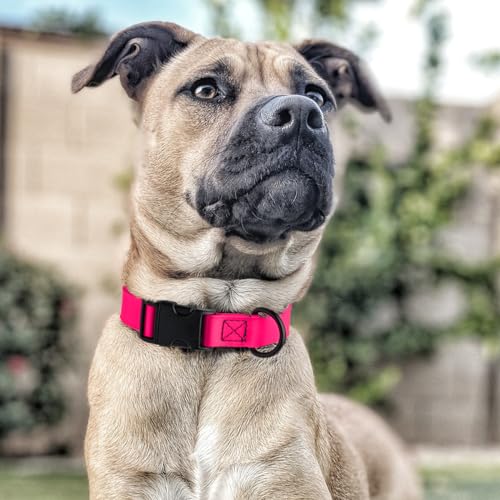 Biothane Waterproof Dog Collar with Quick Release Buckle Strong Coated Nylon Webbing with Odor (3/4"W by 12-19"L / Passionfruit Pink)