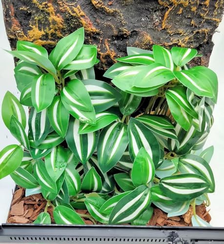 Fake Reptile Plants for Terrarium (Zebrina Green)
