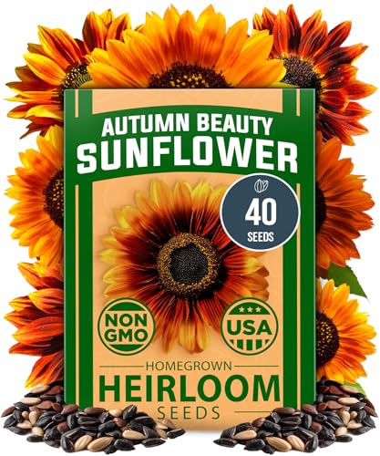 Autumn Beauty Sunflower Seeds
