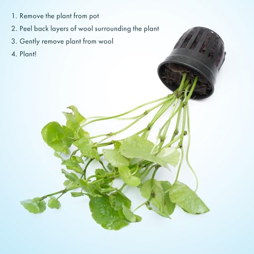 Live Aquarium Stem Plants (Pot - 1 Pack / Hydrocotyle Leucocephala Variegated)