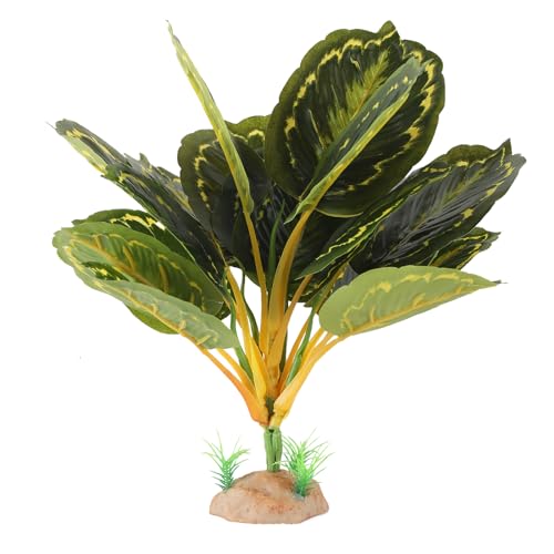 Reptile Plants (Calathea Makoyana B)