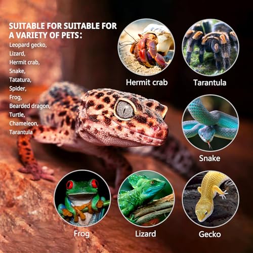 Reptile Glass Tank 20"*12"*10" Pre (20*12*10inch)