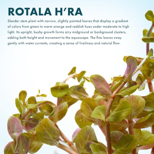 Live Aquarium Stem Plants (Lead Bunch - 1 Pack / Rotala H'Ra)