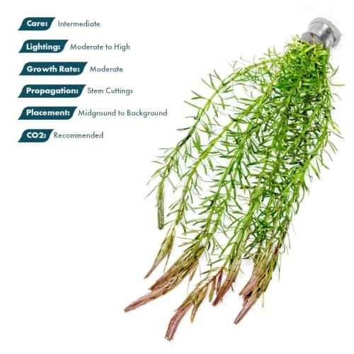 Live Aquarium Stem Plants (Lead Bunch / Rotala Bossii)
