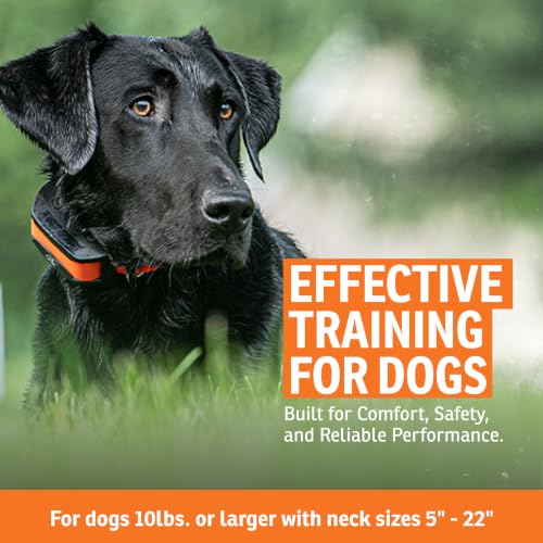 Rechargeable In (1 Dog System)