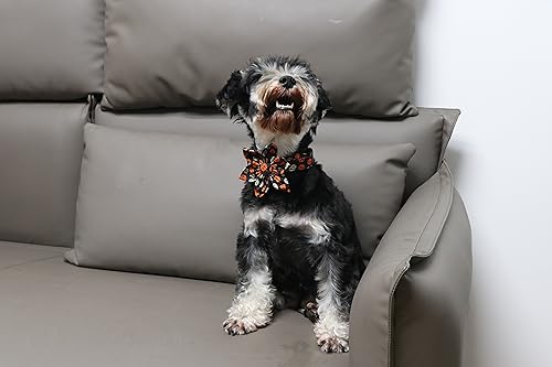 Dog Collar with Flower (Large (Pack of 1) / B:Y&W Pumpkin)