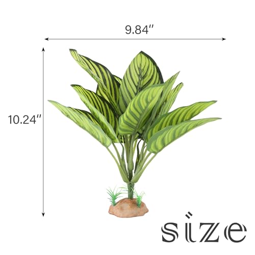 Reptile Terrarium Plants (Calathea Makoyana A)
