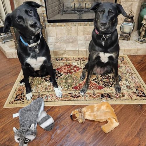 2-in-1 Stuffless Squeaky Dog Toy - Raccoon, Large (Grey/Raccoon / Large)