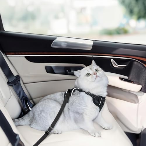 Cat Harness and Leash Set (Black / Small)
