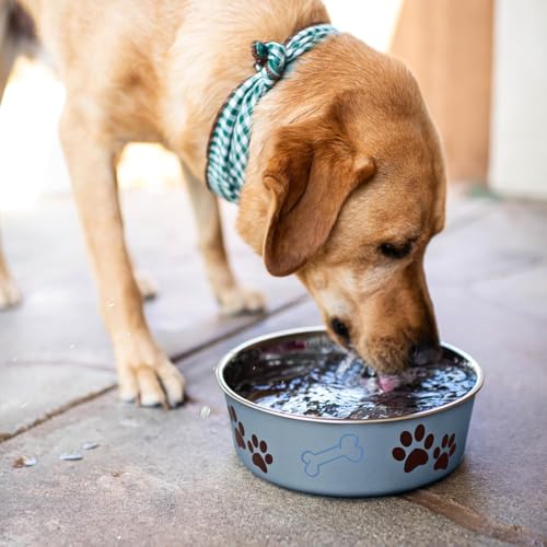Bella Dog Bowls (Blueberry / Small (10-20lbs))