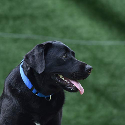 Martingale Dog Collars for Medium Dogs (Medium / Bright Blue)