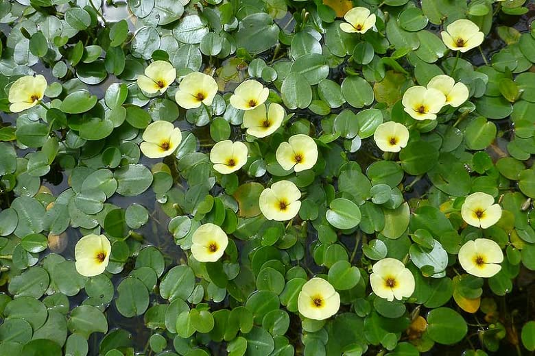 Floating Plants for Water Gardens and Ponds