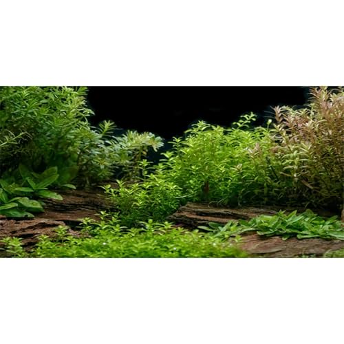 Aquarium Background Aquatic Plant Fish Tank Background Vinyl 30x18 inches (30x18in/75x45cm)