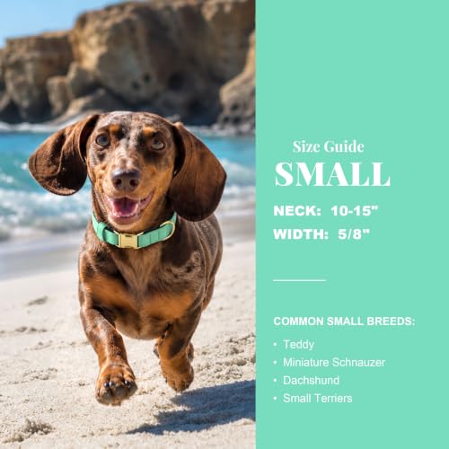 Soft Padded Dog Collar for Small Dogs (Teal / S：Fit 10-15" Neck, Width ⅝")