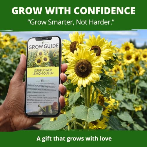 Lemon Queen Sunflower Seeds
