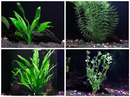 4 Species Aquarium Plants Package (5+ Gallon Aquariums)