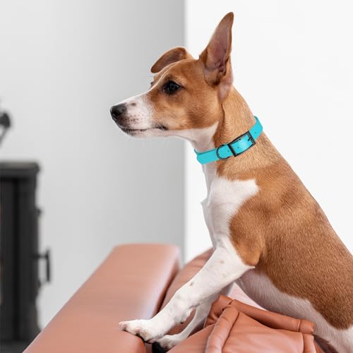 Biothane Waterproof Dog Collar Strong Coated Nylon Webbing with Black Hardware Odor (W1.5" x L20"-24" / Sky Blue)