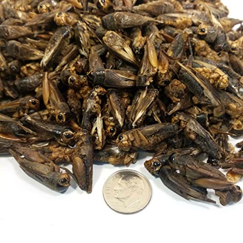 Crickets Freeze Dried Crickets for Tropical Fish (2 Ounce (Pack of 1))